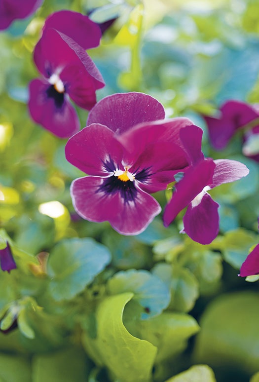 Лагом. Шведские секреты счастливой жизни Лагом. Шведские секреты счастливой жизни