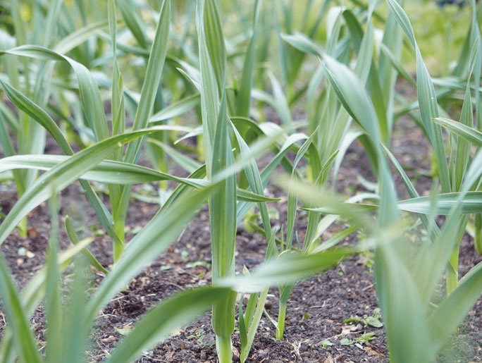 Лагом. Шведские секреты счастливой жизни Лагом. Шведские секреты счастливой жизни
