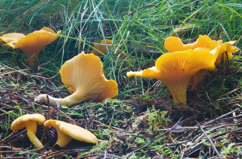 Лагом. Шведские секреты счастливой жизни