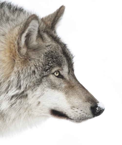 Волк. Размышления о главном Волк. Размышления о главном