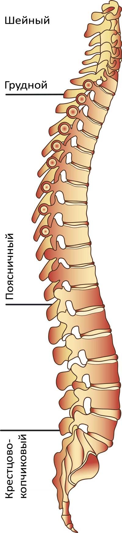 Йога-анатомия. Как работают асаны для здоровья и стройности тела Йога-анатомия. Как работают асаны для здоровья и стройности тела