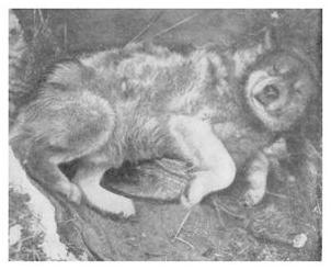 Экспедиция к Южному полюсу Экспедиция к Южному полюсу