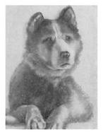 Экспедиция к Южному полюсу Экспедиция к Южному полюсу