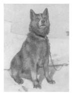 Экспедиция к Южному полюсу Экспедиция к Южному полюсу