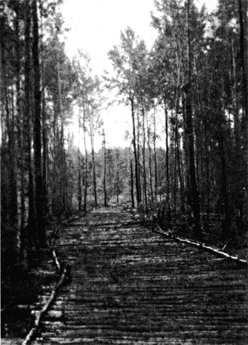 Трагедия на Неве. Шокирующая правда о блокаде Ленинграда. 1941-1944 Трагедия на Неве. Шокирующая правда о блокаде Ленинграда. 1941-1944