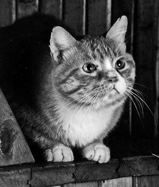 Мои пригорки, ручейки. Воспоминания актрисы Мои пригорки, ручейки. Воспоминания актрисы