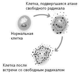 Клетка "на диете". Научное открытие о влиянии жиров на мышление, физическую активность и обмен веществ Клетка "на диете". Научное открытие о влиянии жиров на мышление, физическую активность и обмен веществ