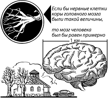 Занимательная психология Занимательная психология