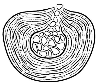 Практический курс здоровья для вашего позвоночника Практический курс здоровья для вашего позвоночника