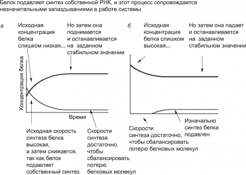 Онтогенез. От клетки до человека Онтогенез. От клетки до человека