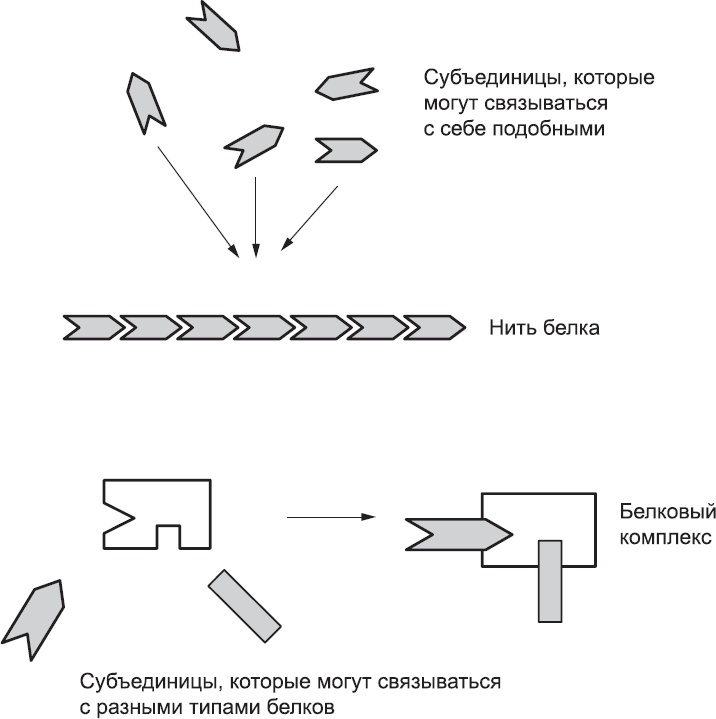Онтогенез. От клетки до человека Онтогенез. От клетки до человека