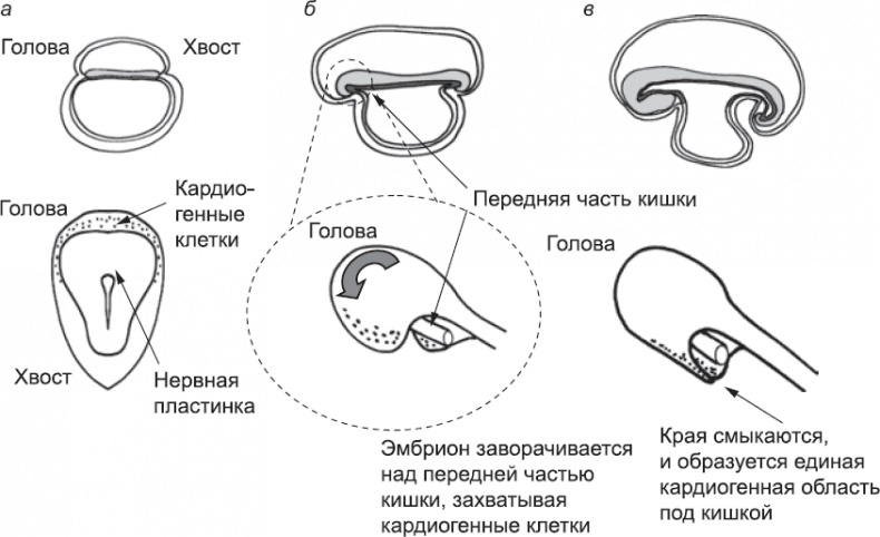 Онтогенез. От клетки до человека Онтогенез. От клетки до человека