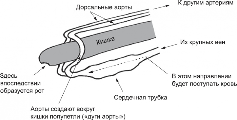 Онтогенез. От клетки до человека Онтогенез. От клетки до человека
