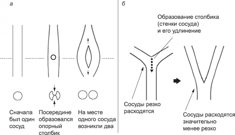 Онтогенез. От клетки до человека Онтогенез. От клетки до человека