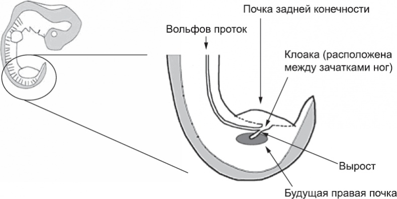 Онтогенез. От клетки до человека Онтогенез. От клетки до человека