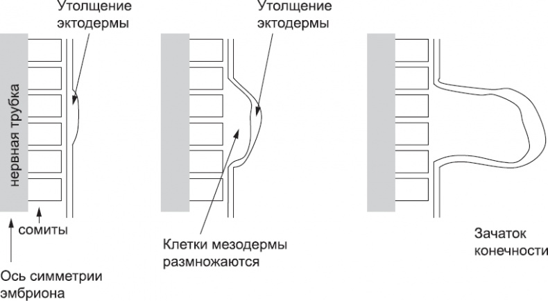 Онтогенез. От клетки до человека Онтогенез. От клетки до человека