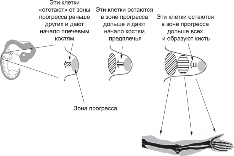 Онтогенез. От клетки до человека Онтогенез. От клетки до человека