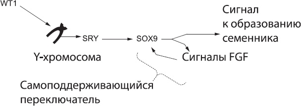 Онтогенез. От клетки до человека Онтогенез. От клетки до человека