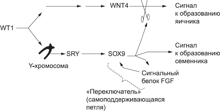 Онтогенез. От клетки до человека Онтогенез. От клетки до человека