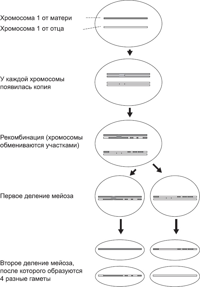 Онтогенез. От клетки до человека Онтогенез. От клетки до человека