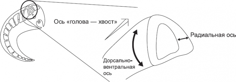 Онтогенез. От клетки до человека Онтогенез. От клетки до человека
