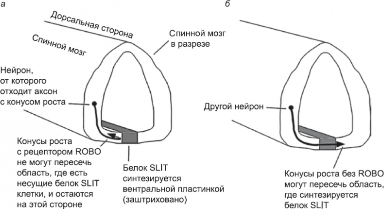 Онтогенез. От клетки до человека Онтогенез. От клетки до человека
