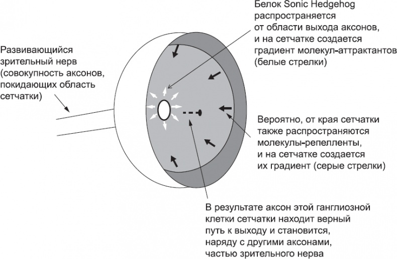 Онтогенез. От клетки до человека Онтогенез. От клетки до человека