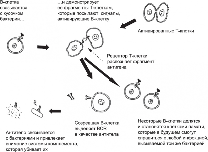 Онтогенез. От клетки до человека Онтогенез. От клетки до человека