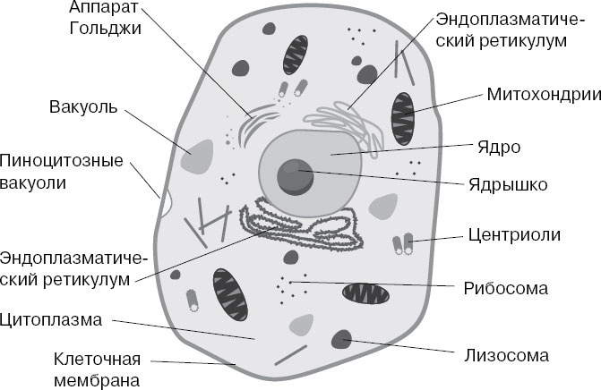 Анатомия на пальцах Анатомия на пальцах