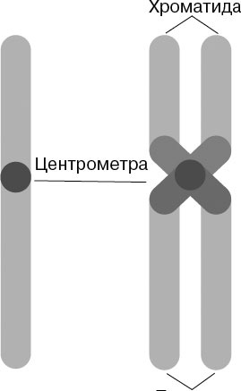 Анатомия на пальцах Анатомия на пальцах