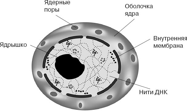 Анатомия на пальцах Анатомия на пальцах