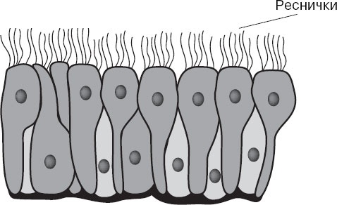 Анатомия на пальцах Анатомия на пальцах