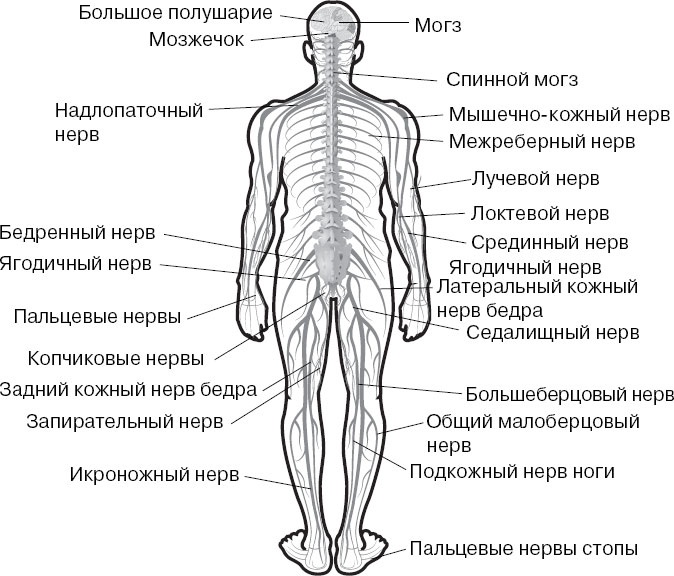 Анатомия на пальцах Анатомия на пальцах
