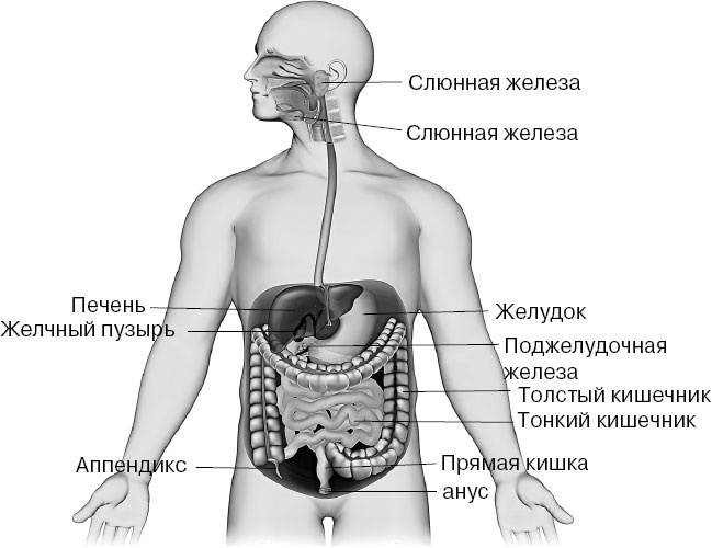 Анатомия на пальцах Анатомия на пальцах