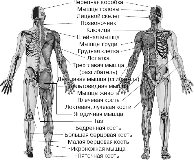 Анатомия на пальцах Анатомия на пальцах