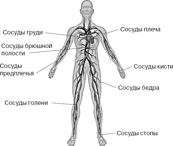 Анатомия на пальцах Анатомия на пальцах
