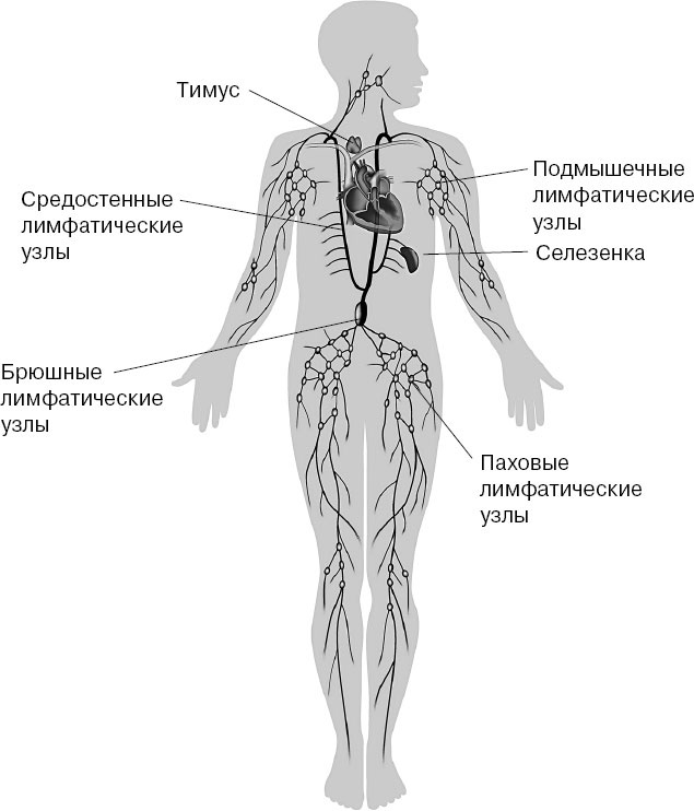Анатомия на пальцах Анатомия на пальцах