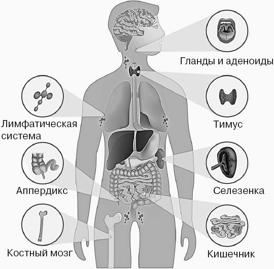 Анатомия на пальцах Анатомия на пальцах