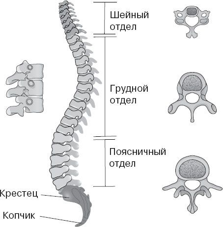 Анатомия на пальцах Анатомия на пальцах