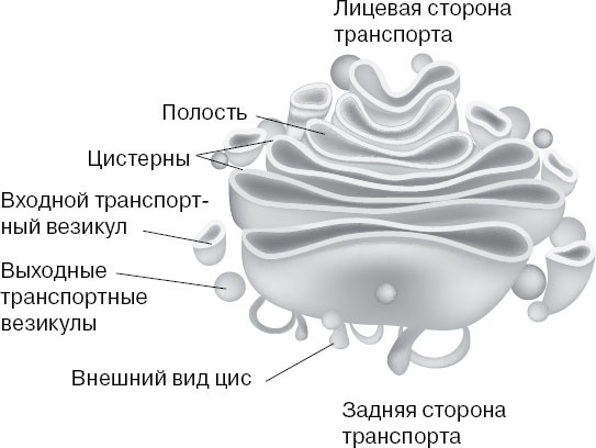 Анатомия на пальцах Анатомия на пальцах