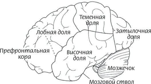 Мозг всемогущий. Путеводитель по самому незаменимому органу нашего тела Мозг всемогущий. Путеводитель по самому незаменимому органу нашего тела