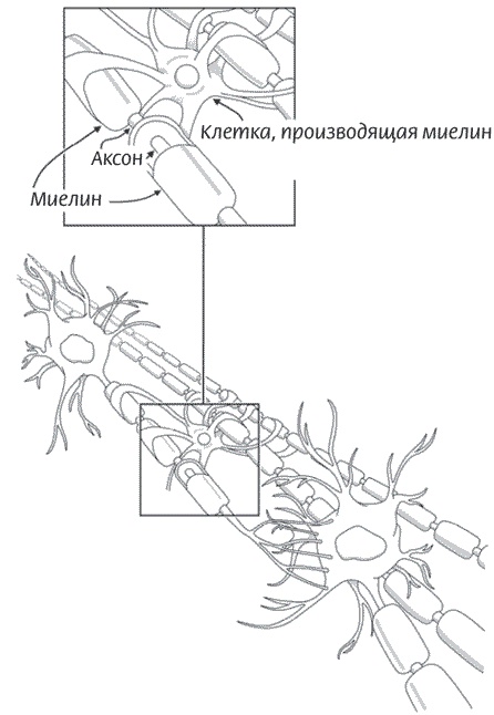 Мозг всемогущий. Путеводитель по самому незаменимому органу нашего тела Мозг всемогущий. Путеводитель по самому незаменимому органу нашего тела