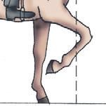 Школа верховой езды для начинающих Школа верховой езды для начинающих