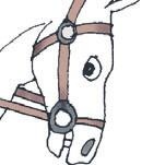 Школа верховой езды для начинающих Школа верховой езды для начинающих