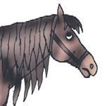 Школа верховой езды для начинающих Школа верховой езды для начинающих