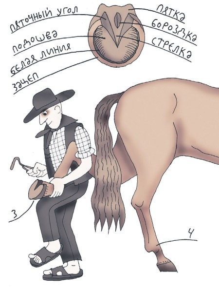 Школа верховой езды для начинающих Школа верховой езды для начинающих