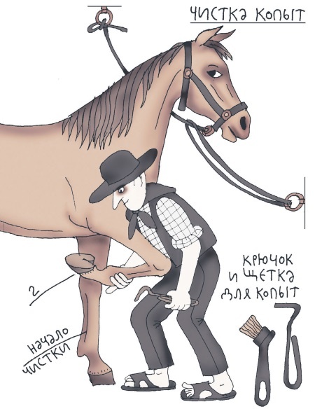 Школа верховой езды для начинающих Школа верховой езды для начинающих