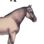 Школа верховой езды для начинающих Школа верховой езды для начинающих