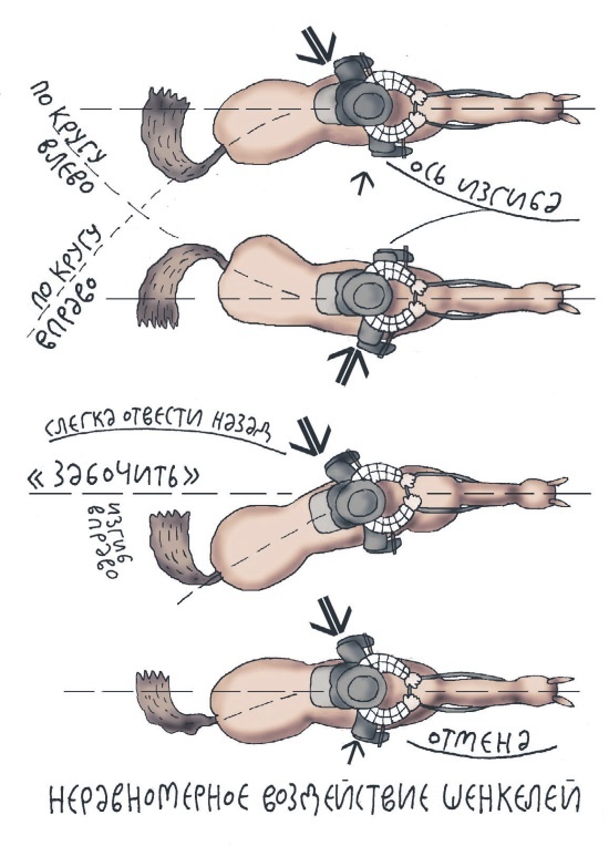 Школа верховой езды для начинающих Школа верховой езды для начинающих