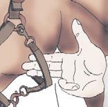 Школа верховой езды для начинающих Школа верховой езды для начинающих